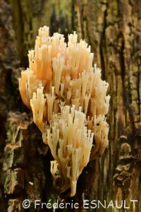 Clavaire dressée (Ramaria stricta)