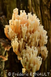 Clavaire dressée (Ramaria stricta)