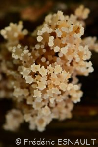 Clavaire dressée (Ramaria stricta)