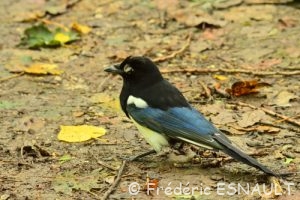 Pie bavarde (Pica pica)