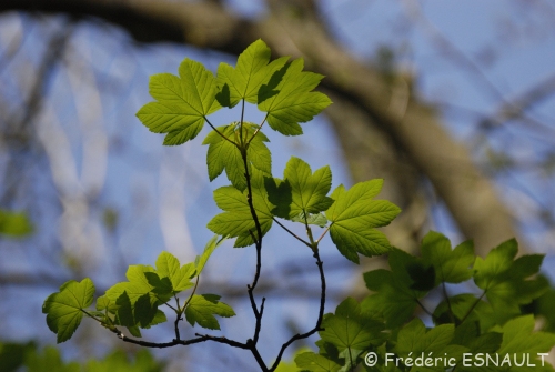 Érable sycomore (Acer pseudoplatanus)