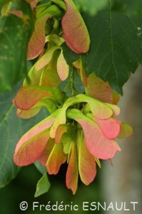 Samares de l'Érable Sycomore (Acer pseudoplatanus)