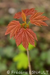Érable sycomore (Acer pseudoplatanus)