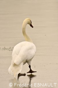 Cygne tuberculé (Cygnus olor)