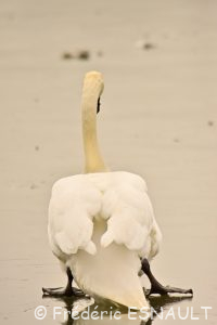 Cygne tuberculé (Cygnus olor)