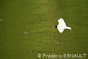 Mouette mélanocéphale (Ichthyaetus melanocephalus)