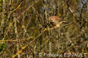 Faucon crécerelle (Falco tinnunculus) femelle dévorant une souris