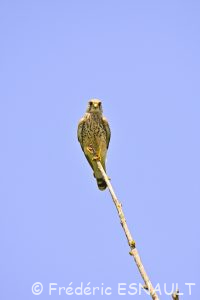 Faucon crécerelle(Falco tinnunculus)