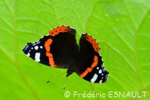 Vulcain (Vanessa atalanta)