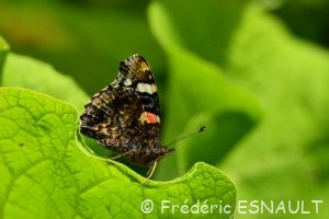 Vulcain (Vanessa atalanta)