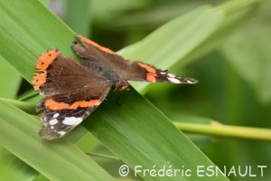 Le Vulcain (Vanessa atalanta)
