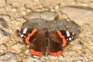 Le Vulcain (Vanessa atalanta)
