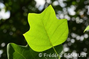 Tulipier de Virginie (Liriodendron tulipifera)