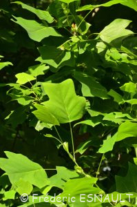 Tulipier de Virginie (Liriodendron tulipifera)