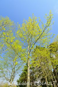 Tulipier de Virginie (Liriodendron tulipifera)