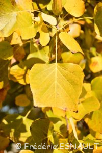 Tulipier de Virginie (Liriodendron tulipifera)