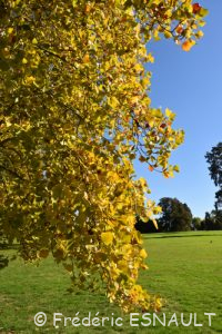 Tulipier de Virginie (Liriodendron tulipifera)