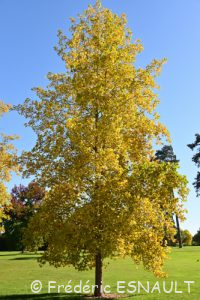 Tulipier de Virginie (Liriodendron tulipifera)
