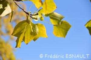 Tulipier de Virginie (Liriodendron tulipifera)