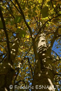 Tulipier de Virginie (Liriodendron tulipifera)