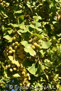 Ovules de Ginkgo femelle (Ginkgo biloba)