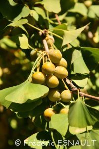 Ovules de Ginkgo femelle (Ginkgo biloba)