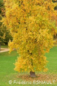 Tulipier de Virginie (Liriodendron tulipifera)