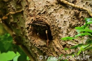 Nid d'Étourneau sansonnet (Sturnus vulgaris)