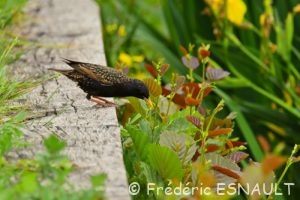 Étourneau sansonnet (Sturnus vulgaris)