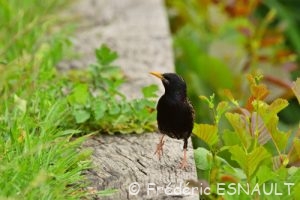 L'Étourneau sansonnet (Sturnus vulgaris)