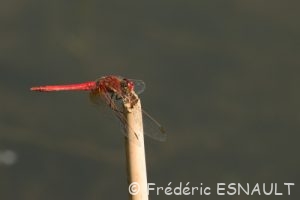 Sympétrum à nervures rouges (Sympetrum fonscolombii)