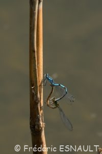 Agrion porte-coupe (Enallagma cyathigerum)