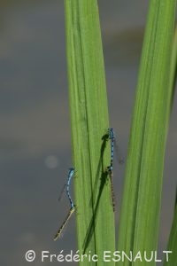 Agrion porte-coupe (Enallagma cyathigerum)