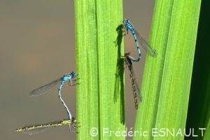 Agrion porte-coupe (Enallagma cyathigerum)