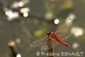 Sympétrum à nervures rouges (Sympetrum fonscolombii)