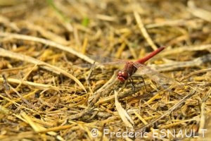 Sympétrum à nervures rouges (Sympetrum fonscolombii)