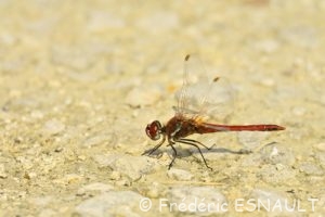Sympétrum à nervures rouges (Sympetrum fonscolombii)
