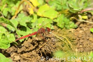 Sympétrum à nervures rouges (Sympetrum fonscolombii)