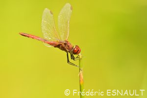 Sympétrum à nervures rouges (Sympetrum fonscolombii)