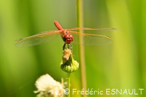 Sympétrum à nervures rouges (Sympetrum fonscolombii)