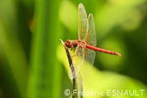 Sympétrum à nervures rouges (Sympetrum fonscolombii)