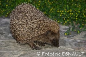 Hérisson commun (Erinaceus europaeus)