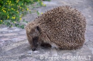 Hérisson commun (Erinaceus europaeus)