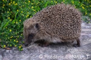 Hérisson commun (Erinaceus europaeus)