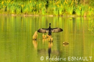 Cormoran commun (Phalacrocorax carbo)