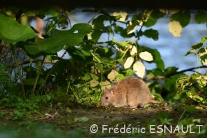 Rat brun ou Surmulot (Rattus norvegicus)