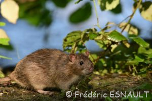 Rat brun ou Surmulot (Rattus norvegicus)