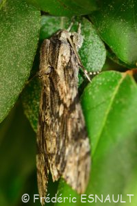 Sphinx du liseron (Agrius convolvuli)