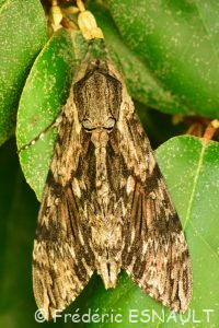 Sphinx du liseron (Agrius convolvuli)