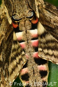 Sphinx du liseron (Agrius convolvuli)